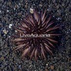 Rock Boring Urchin (click for more detail)