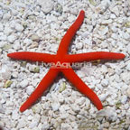 Orange Sea Star (click for more detail)