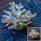 Pineapple Tree Coral Indonesia (click for more detail)