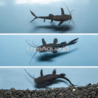 Upside-Down Catfish (Group of 3) (click for more detail)