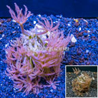 Waving Hand Coral Indonesia (click for more detail)