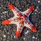 Red Knob Sea Star (click for more detail)