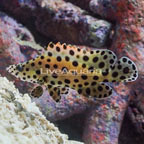 Panther Grouper (click for more detail)