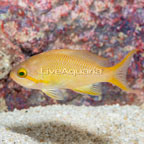 Hutchii Anthias (click for more detail)