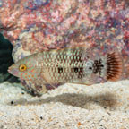 Tripletail Wrasse (click for more detail)