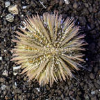 Pincushion Urchin (click for more detail)