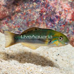 Goldbar Wrasse (click for more detail)