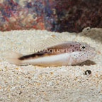 Freckled Hawkfish (click for more detail)