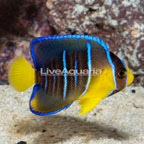 Caribbean Blue Angelfish (click for more detail)