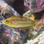 Melanurus Wrasse (click for more detail)