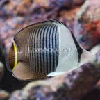 Whiteface Butterflyfish (click for more detail)