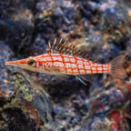 Longnose Hawkfish (click for more detail)