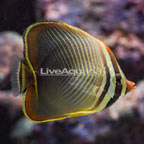 Eastern Triangle Butterflyfish (click for more detail)