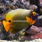 Blue Face Angelfish (click for more detail)