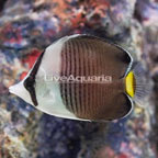 Whiteface Butterflyfish (click for more detail)