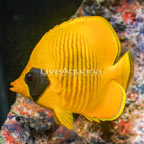 Golden Semilarvatus Butterflyfish (click for more detail)