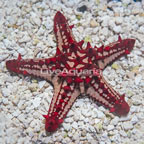 Red Knob Sea Star (click for more detail)