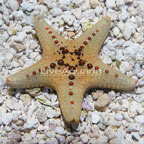 Chocolate Chip Sea Star (click for more detail)