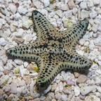 Chocolate Chip Sea Star (click for more detail)