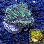 LiveAquaria® Cultured Galaxea Coral (click for more detail)