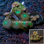 Zoanthus Coral Vietnam (click for more detail)