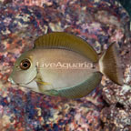 Epaulette Surgeonfish (click for more detail)