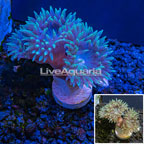 LiveAquaria® Cultured Duncan Coral  (click for more detail)