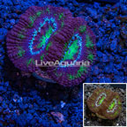 LiveAquaria® Cultured Acan Lord Coral  (click for more detail)