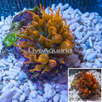 Grade A Rose Bubble Tip Anemone (click for more detail)