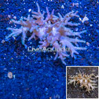 Sinularia Leather Coral Vietnam (click for more detail)