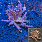 Tree Coral Indonesia (click for more detail)