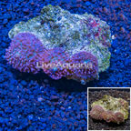 Hairy Mushroom Coral Tonga (click for more detail)