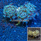 LiveAquaria® Cultured Hammer Coral (click for more detail)