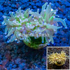 LiveAquaria® Cultured Torch Coral (click for more detail)