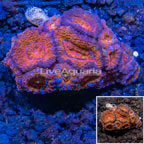 LiveAquaria® Cultured Acan Lord Coral (click for more detail)