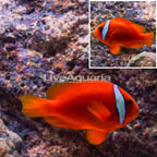 Tomato Clownfish (click for more detail)