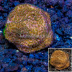 LiveAquaria® Cultured Montipora Coral (click for more detail)