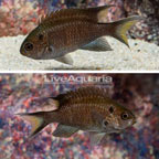 Regal Damselfish, Pair (click for more detail)