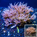 Waving Hand Coral Vietnam (click for more detail)