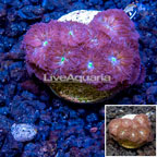 LiveAquaria® Cultured Blastomussa Coral (click for more detail)