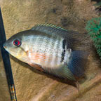 Tiger Severum Cichlid (click for more detail)