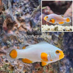 Captive-Bred Platinum Percula Clownfish (click for more detail)