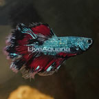 Rosetail Betta, Male (click for more detail)