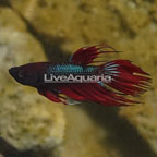 Crowntail Betta, Male (click for more detail)