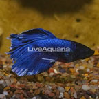 Butterfly Betta, Male (click for more detail)