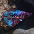 Koi Tangerine Betta, Male (click for more detail)