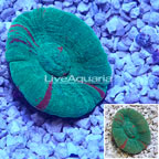 Scolymia Coral Australia (click for more detail)