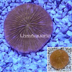 Short Tentacle Plate Coral Australia (click for more detail)