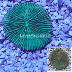 Short Tentacle Plate Coral Australia (click for more detail)