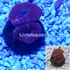 LiveAquaria® Cultured Acan Lord Coral (click for more detail)